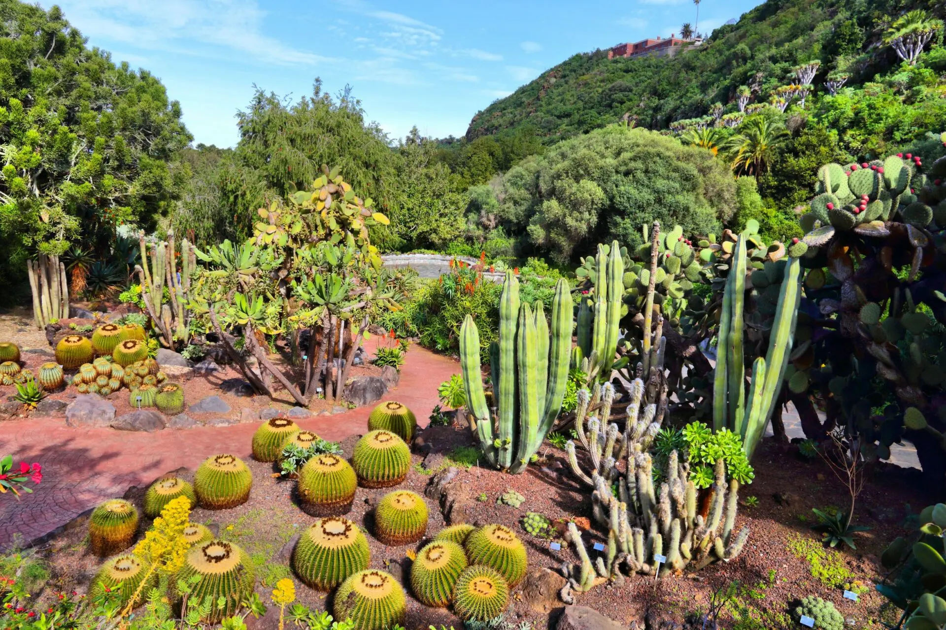 Jardín Botánico Canario