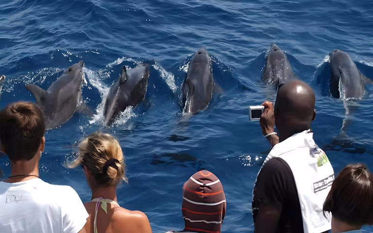 Dolphin Watching